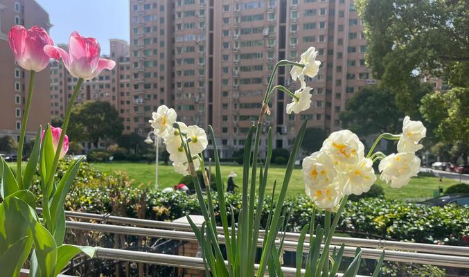 郁金香的低温处理方法及其效果（低温处理对郁金香生长的影响和应用探索）