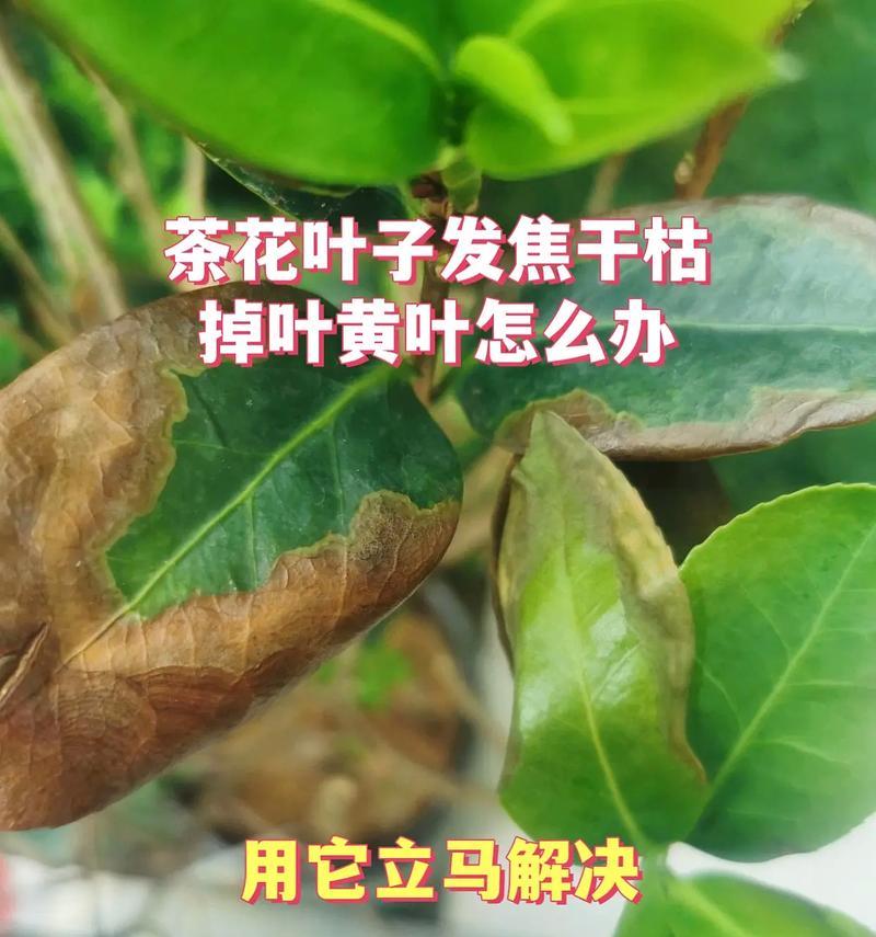 常春藤为何会黄叶掉落？（探索常春藤黄叶掉落的原因和处理方法）