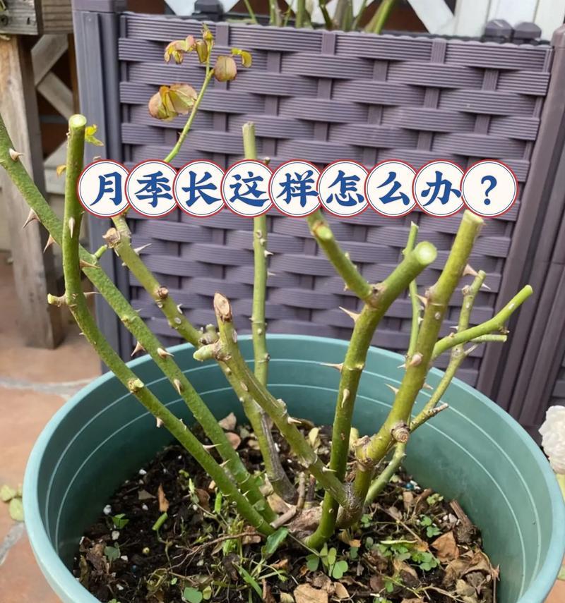 半个月不在家，如何正确浇水月季花？（保持花卉健康生长的关键技巧分享）