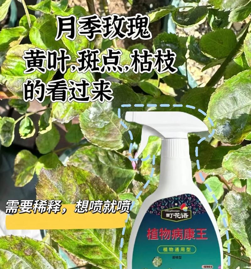 月季虫害治理指南（保护你的花园，远离月季虫害）
