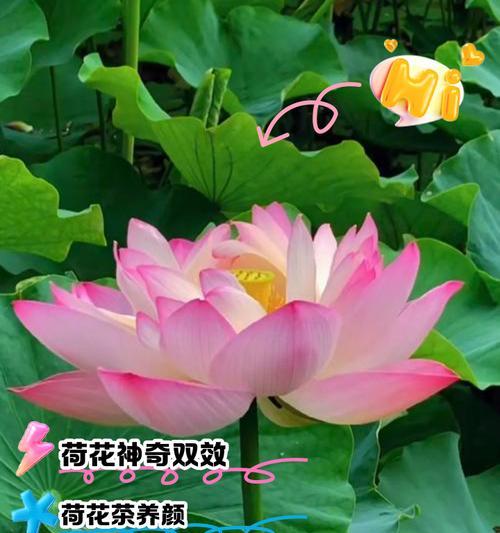 美丽的莲花之成长之道（探索自然法则，解开莲花的成长密码）