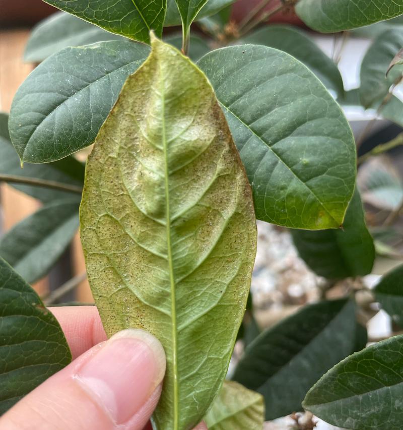 水培花叶片发黄的原因及解决方法（探索水培植物叶片发黄的原因，提供有效的解决方法）