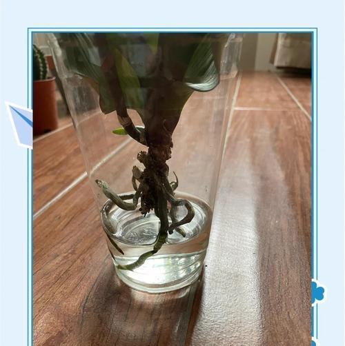如何解决蝴蝶兰不开的问题（蝴蝶兰不开是什么原因？如何促使蝴蝶兰开花？）