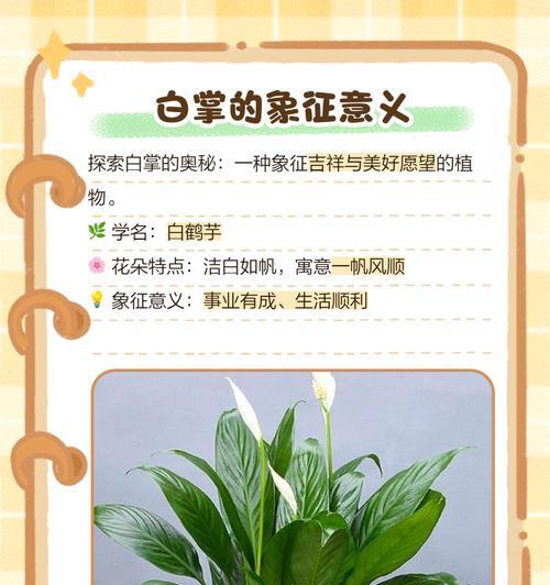 白掌洒水之乐——探索水的魅力（让白掌在洒水中欢快成长，探索水的奥秘与乐趣）