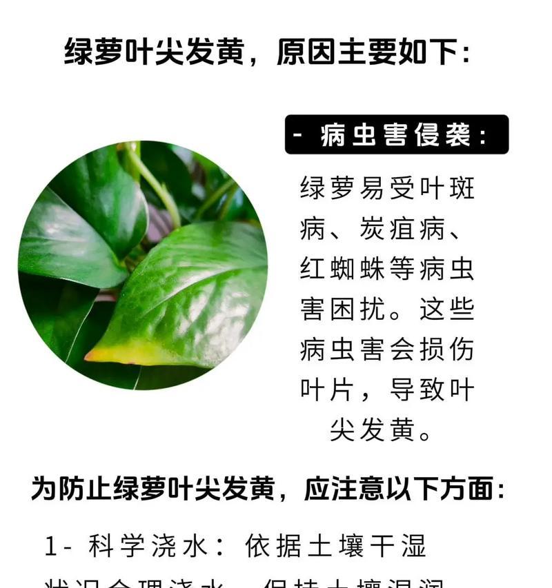 冬天绿萝叶子斑点问题解决方案（保护冬季绿萝叶片健康，恢复斑点问题，绿萝斑点）