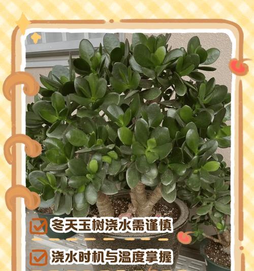 玉树冬季管理的关键要点（保护植物、防寒措施和营养需求一揽子解决方案）