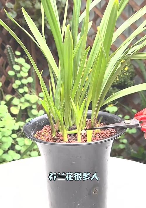 兰花叶片东倒西歪的原因及处理方法（兰花叶片失调的常见问题及解决方案）