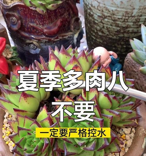 家养多肉紫外线不足的解决方法（让家里的多肉健康成长的小技巧）