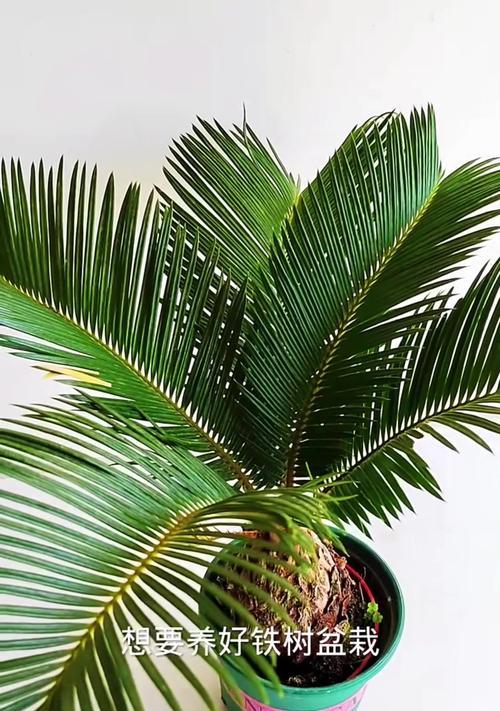 打造健康盆栽铁树的养护秘籍（从种植到管理，轻松掌握关键技巧）