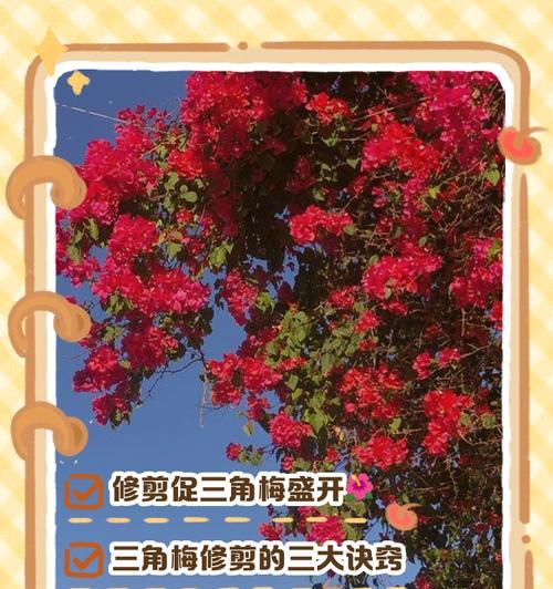 三角梅开花的技巧与方法（掌握关键要素，让三角梅绽放芬芳）