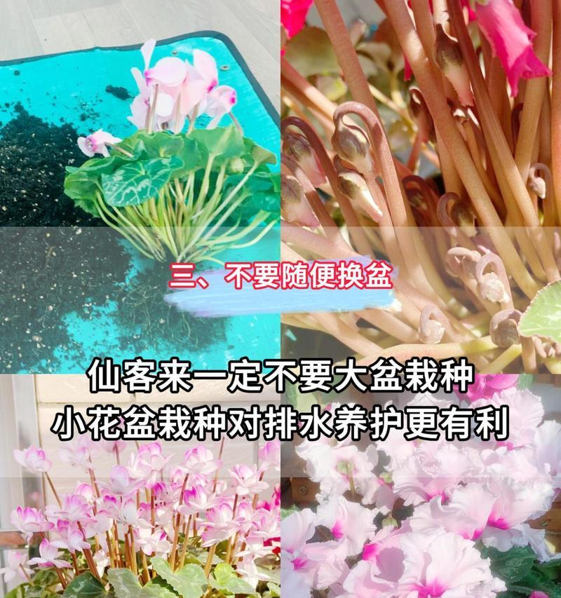 养仙鹤，享受与大自然的亲近（探寻仙鹤养殖的关键诀窍，打造和谐生态圈）