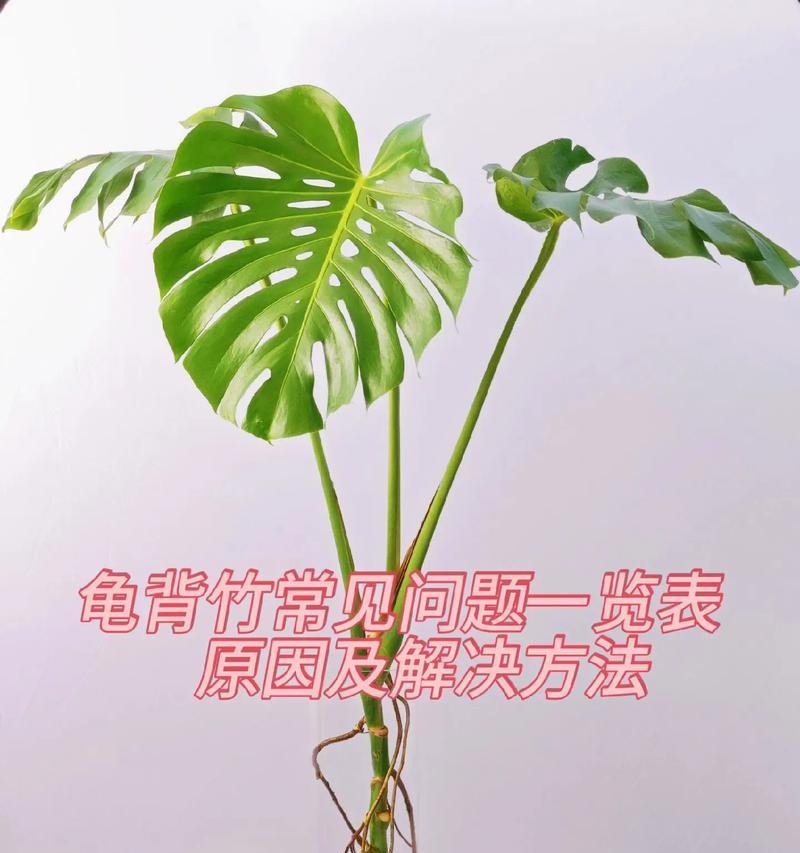 龟背竹修剪技巧（提升龟背竹观赏价值）
