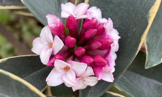 对对红开花频率探究（一年开几次花？解读对对红的生长特性和护理技巧）