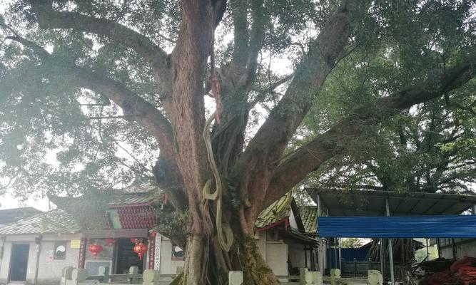 揭秘榕树树干烂皮的原因与处理方法（榕树树皮腐烂是何原因造成的？如何有效处理这一问题？）