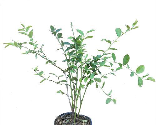 蓝莓南方种植的可能性（南方气候能否适合蓝莓种植？——探究南方地区蓝莓种植的可行性）