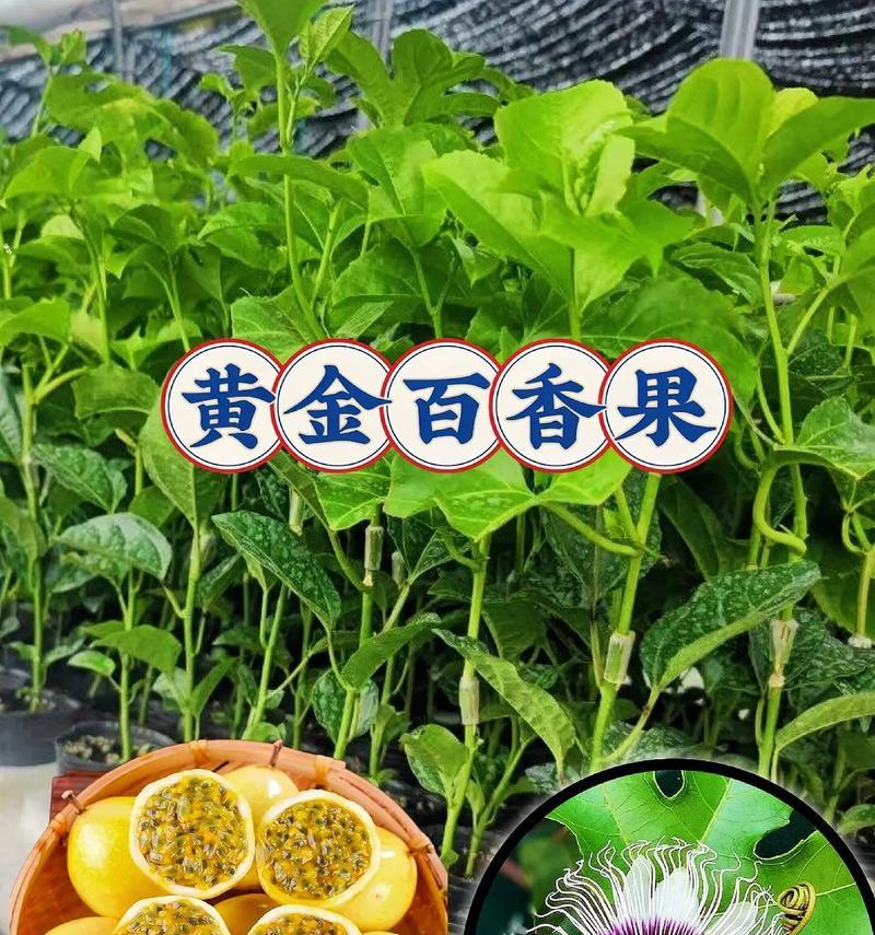 百香果籽培育技巧（如何成功将百香果籽培育成苗）
