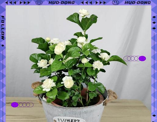 秋天茉莉花养护指南（打造盛开芬芳的秋季茉莉花园）