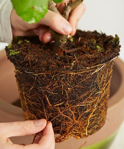 无花果没根的种植方法和技巧（轻松掌握无花果的种植技术，让你的园艺技能更上一层楼！）