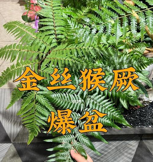 打造繁盛的孔雀蕨家园（宝贝孔雀蕨，从养殖到繁衍，这些要点你必须知道）
