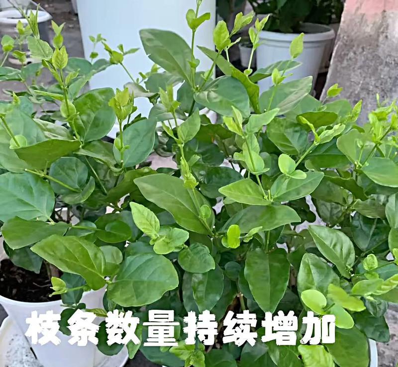 养茉莉的土配方及技巧（打造适合茉莉生长的土壤，让花儿更美丽）