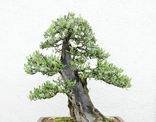 如何正确修剪盆栽花树（掌握修剪技巧，让盆栽花树更健康美观）
