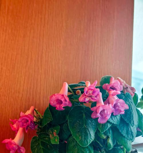 以花脸苣苔怎么养？（打造独特花园，学会养护花脸苣苔）