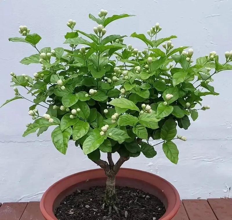 遇到植物长势不好该如何应对（以花为例，解决植物长势不佳的问题）