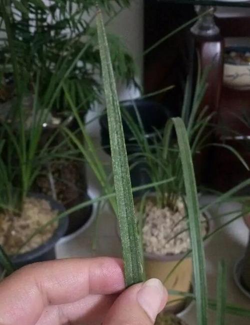 兰花叶发黄的原因及处理方法（兰花叶发黄的常见原因与护理技巧）