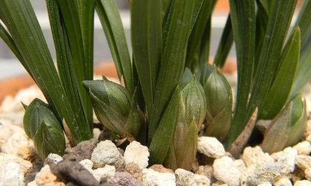 夏天兰花发的芽为何如此微小？（探寻兰花芽发育过程中的奥秘）