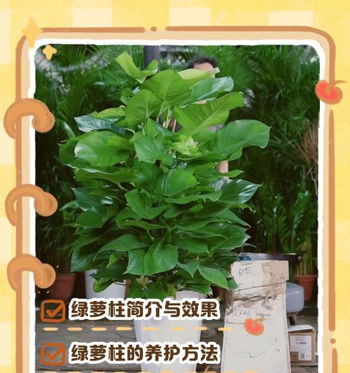 绿萝会结果实吗？（探究绿萝会的成效和问题，为你揭开绿萝会的真相）