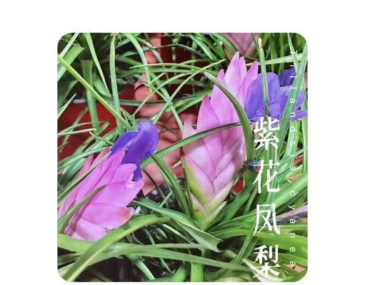 以紫凤梨开完花的处理方法（让您的紫凤梨开完花美丽绽放）
