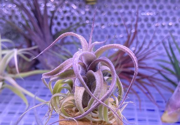 如何科学养护凤梨花，让它绽放出绚丽的色彩（从选苗到养护，全面解读凤梨花的养殖秘诀）