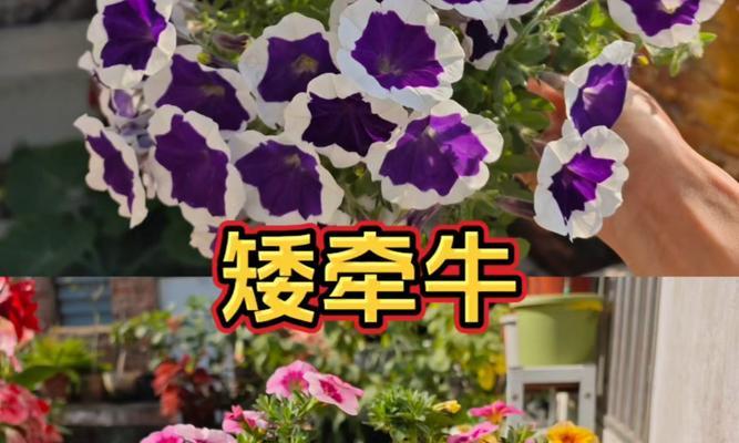 矮牵牛花开花频率的秘密（揭秘矮牵牛花一年开几次花的原因与方法）