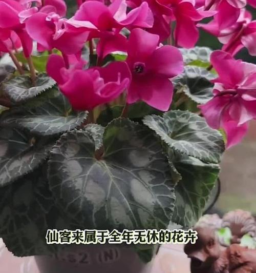 萝卜海棠养护指南（打造美丽花园的关键技巧）