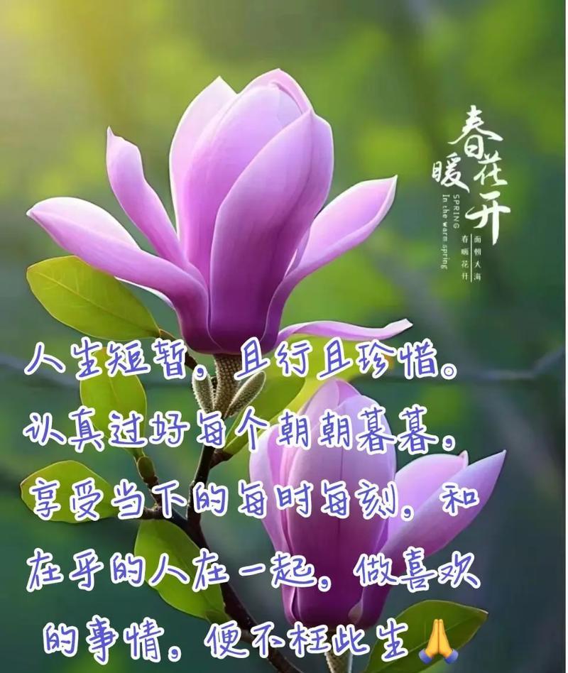 花开原谅，如何化解矛盾（探寻不同花卉在传统文化中的原谅象征意义）