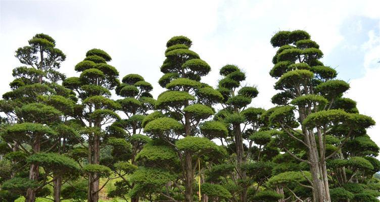 红豆杉生介壳虫防治方法（科学管理，确保红豆杉健康）