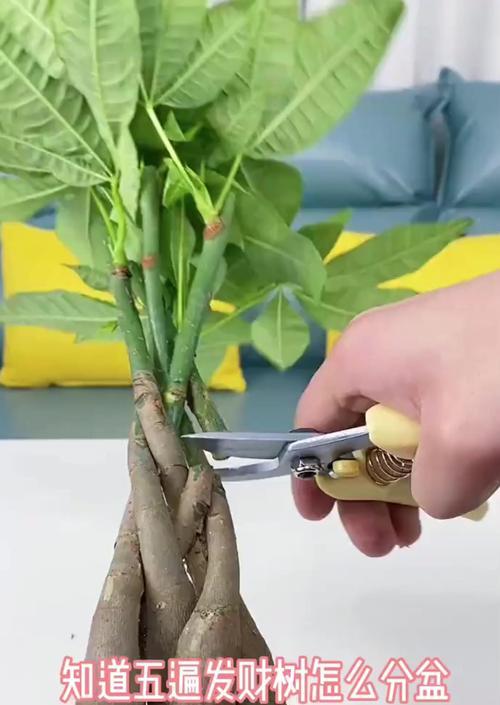发财树怎样才能长粗？（打造粗壮的发财树的关键秘诀）