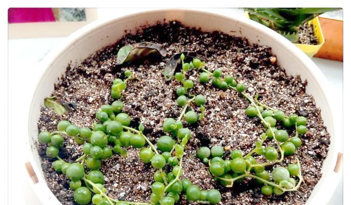 多肉佛珠带根种植指南（打造盛开多肉花海，享受独特禅意）
