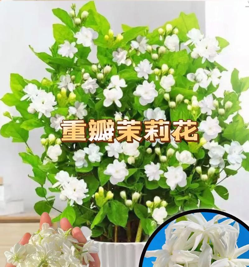 在家种茉莉花的方法及注意事项（让家里充满香气的秘诀，让你的家变成花园）