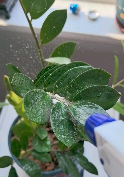 如何判断金钱树何时需要浇水？（从叶片状态到土壤湿度，掌握金钱树浇水技巧的关键）