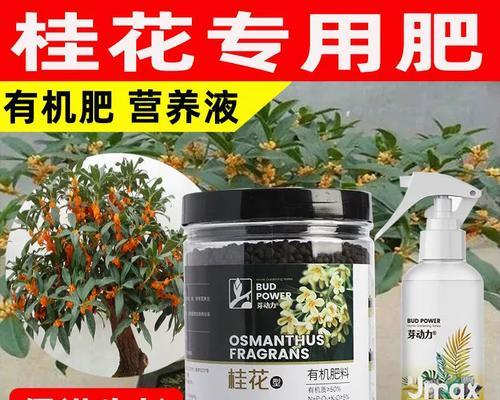 盆栽桂花如何施肥？（掌握关键技巧，让桂花健康茂盛）