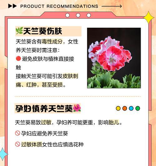 天竺葵养成熟了怎么办？（养护技巧与常见问题解答）