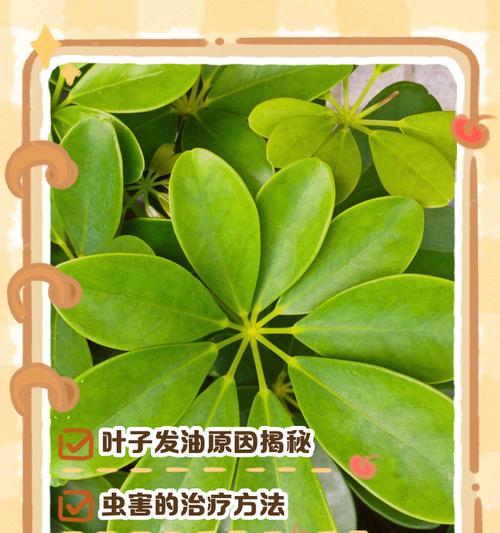 利用鸭掌木叶尖黄的方法与注意事项（探索鸭掌木叶尖黄的神奇功效与用途）