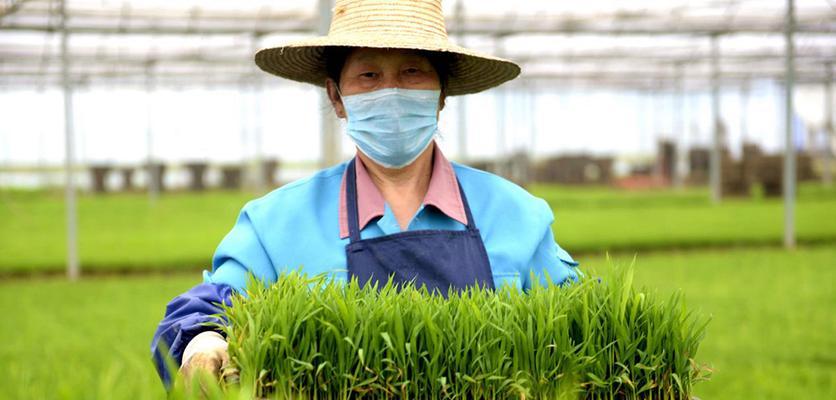 湖北中稻的最佳播种时间（掌握合适的播种时间，提高产量）
