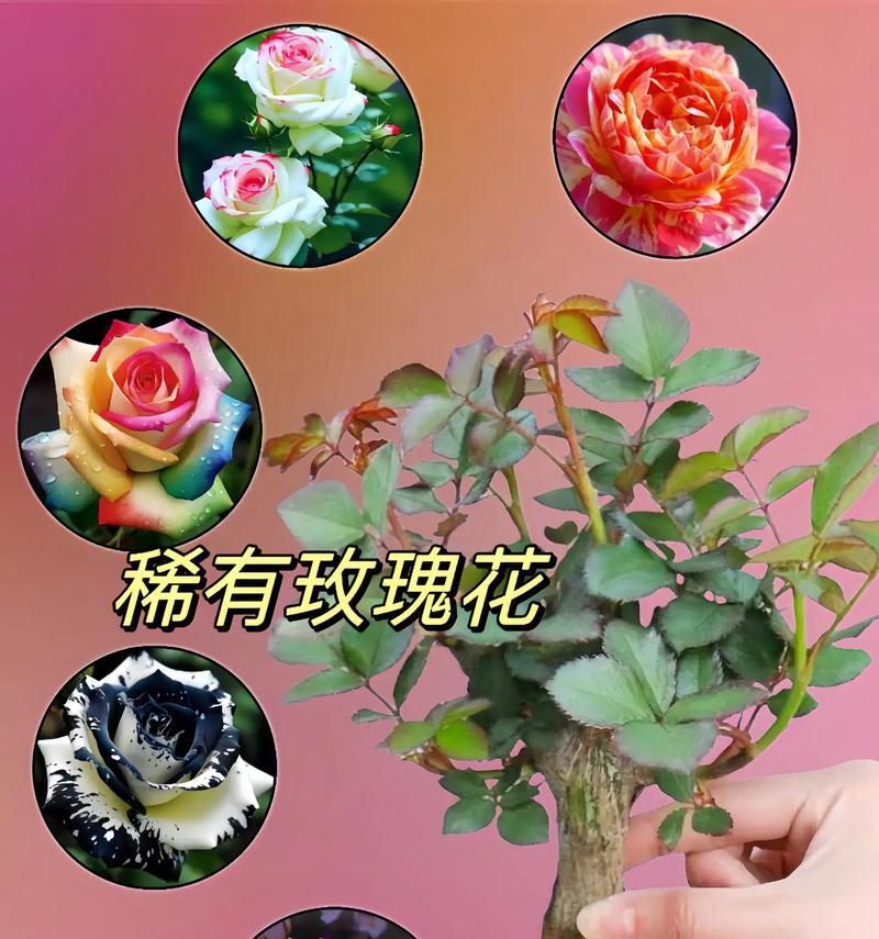 如何正确养护大花美人月季（打造绽放绚丽的花园，）
