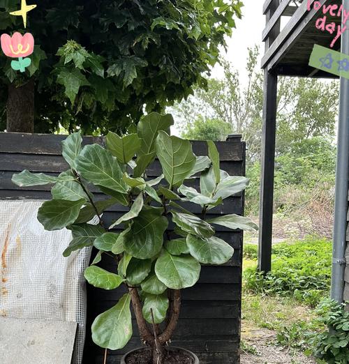 大盆琴叶榕的科学浇水方法（掌握关键要点，让大盆琴叶榕茁壮成长）