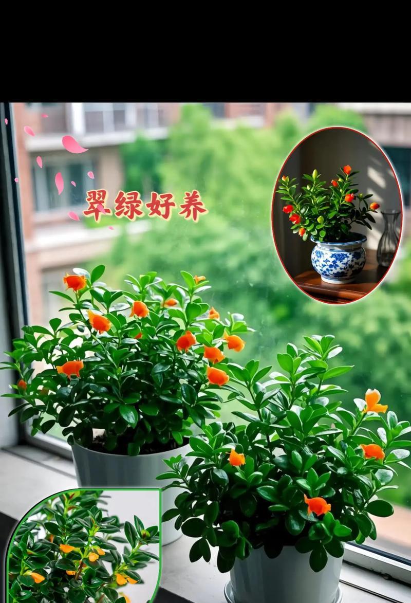 金鱼吊蓝花养护指南（打造美丽庭院的必备植物，如何养护金鱼吊蓝花？）