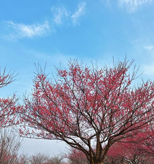 梅花开放的奇迹（探寻梅花开放的美妙过程）