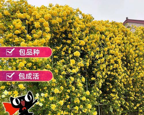 冬天如何养护木香盆栽？（木香盆栽的冬季养护指南）