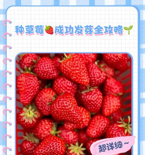 奶油草莓种子发芽时间及技巧（掌握发芽窍门，轻松种出香甜草莓）